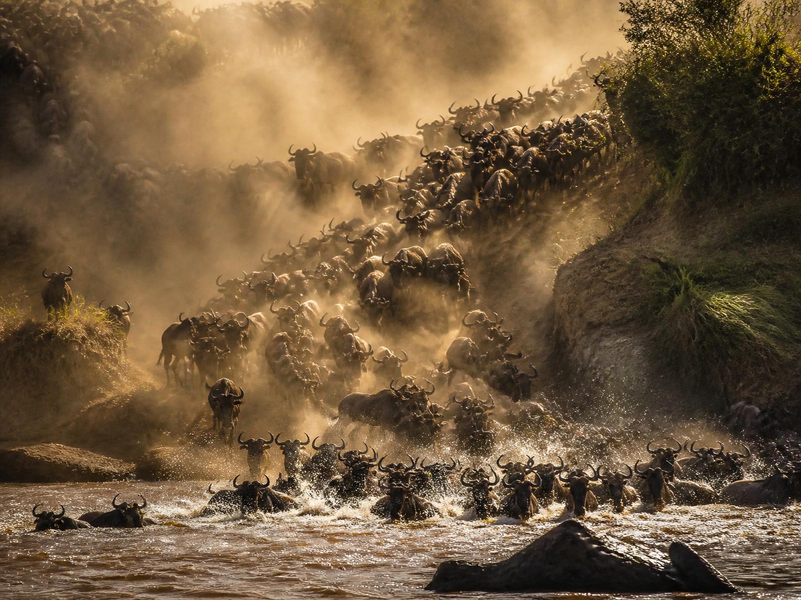 Great Migration Safaris